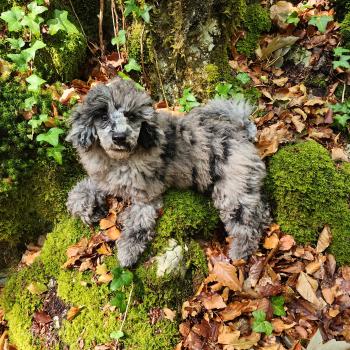 chien Caniche bleu merle Blue Bishop Élevage du Royaume des P'tits Loups