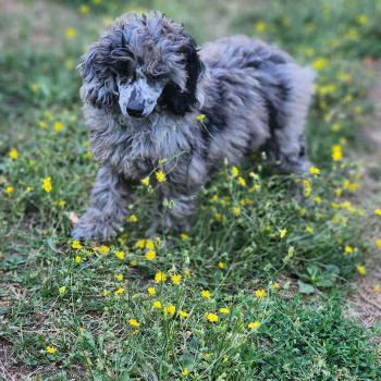 chien Caniche bleu merle Blue Bishop Élevage du Royaume des P'tits Loups