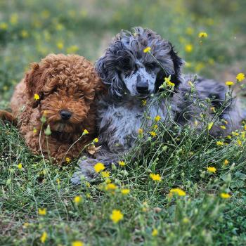 chien Caniche bleu merle Blue Bishop Élevage du Royaume des P'tits Loups