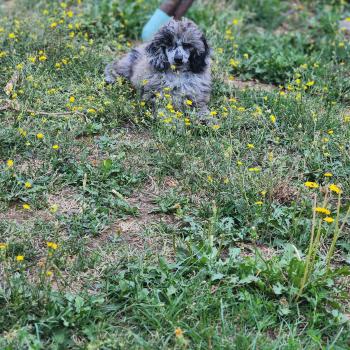 chien Caniche bleu merle Blue Bishop Élevage du Royaume des P'tits Loups