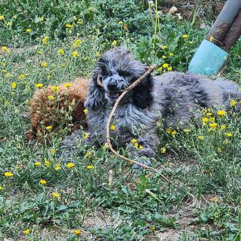 chien Caniche bleu merle Blue Bishop Élevage du Royaume des P'tits Loups