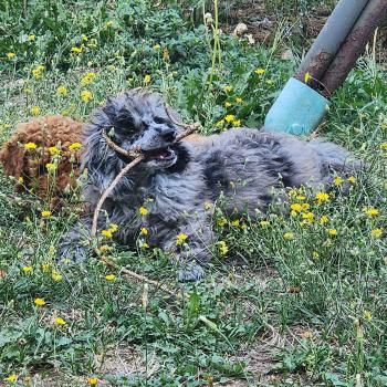 chien Caniche bleu merle Blue Bishop Élevage du Royaume des P'tits Loups