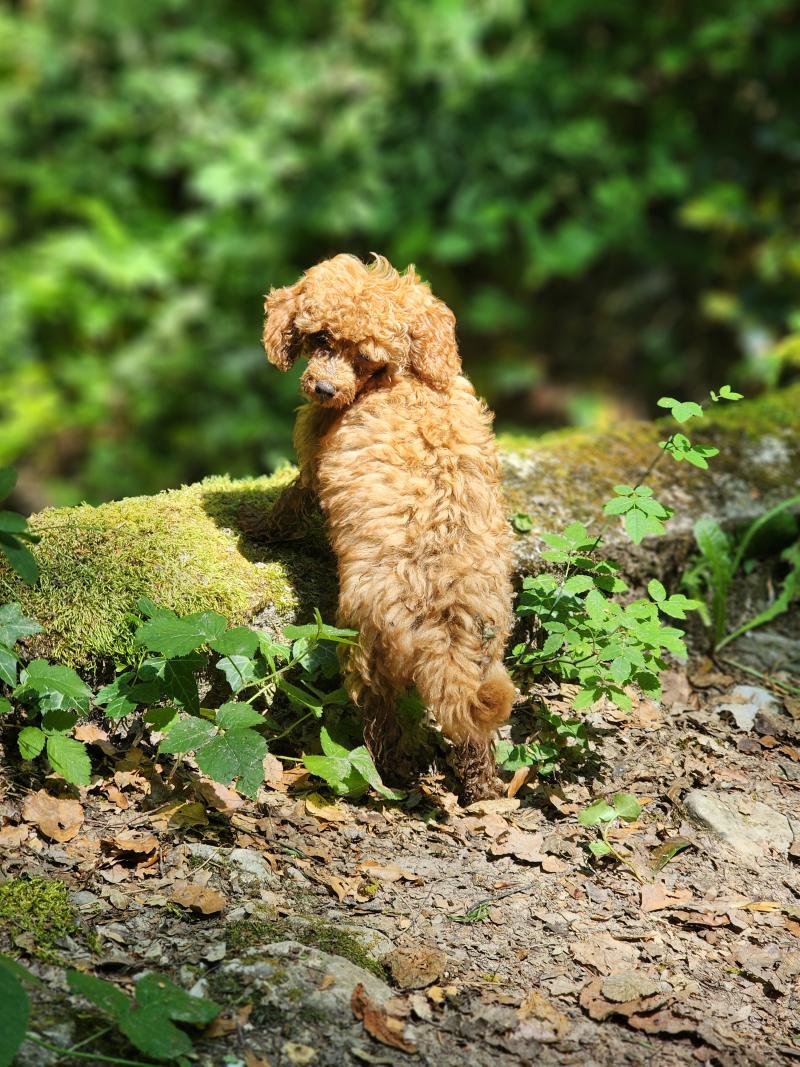 Boss Mâle Caniche