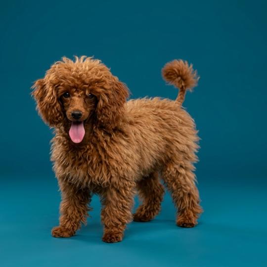 Boss Mâle Caniche