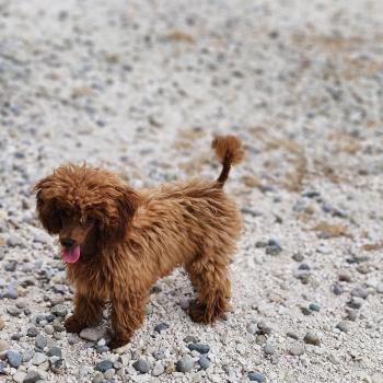 chien Caniche Boss Élevage du Royaume des P'tits Loups
