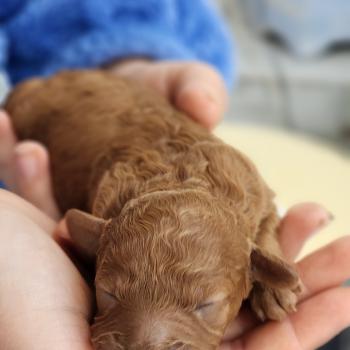 chiot Caniche fauve rouge Brioche Élevage du Royaume des P'tits Loups