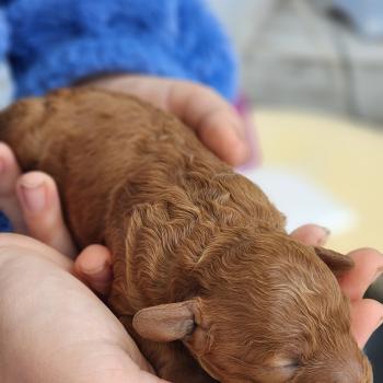 chiot Caniche fauve rouge Brioche Élevage du Royaume des P'tits Loups