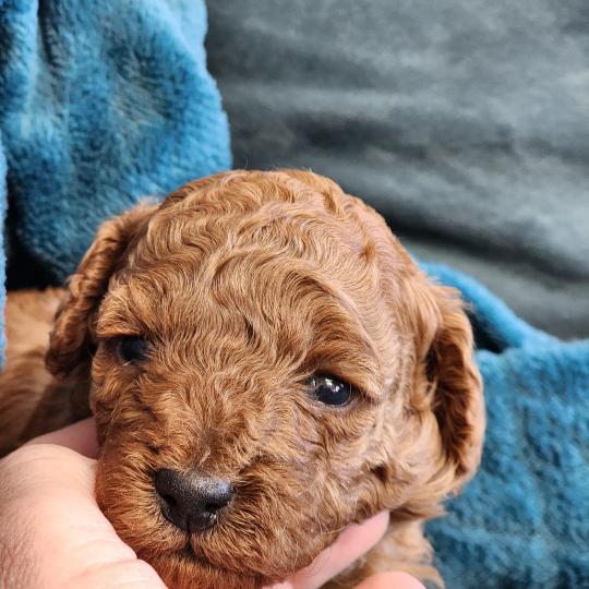 Brioche Femelle Caniche