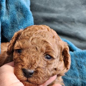 chiot Caniche fauve rouge Brioche Élevage du Royaume des P'tits Loups