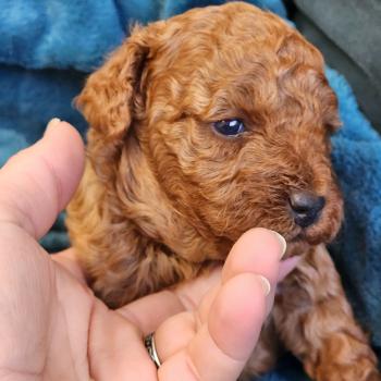 chiot Caniche fauve rouge Brioche Élevage du Royaume des P'tits Loups