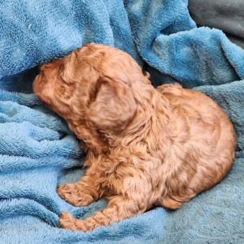 chiot Caniche fauve rouge Brioche Élevage du Royaume des P'tits Loups