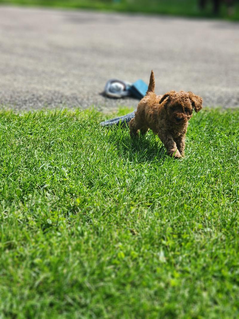 Brioche dit Rosie (réserver pour Mme Juliette à Montpellier) Femelle Caniche