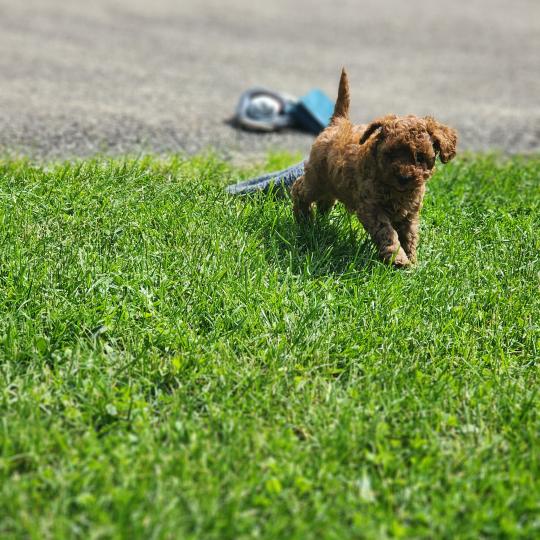 Brioche dit Rosie (réserver pour Mme Juliette à Montpellier) Femelle Caniche
