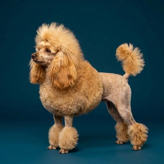 Sookie (ancoride) Femelle Caniche