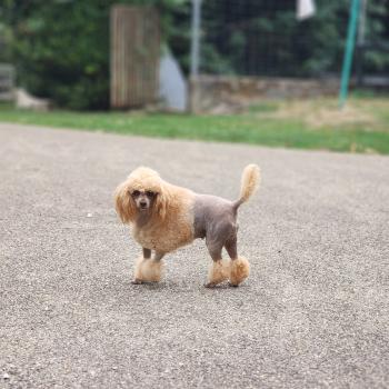 chien Caniche Sookie Élevage du Royaume des P'tits Loups