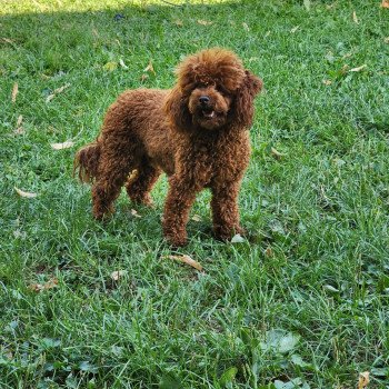 chien Caniche Fauve rouge Vespa Ancoride Élevage du Royaume des P'tits Loups