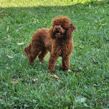 chien Caniche Fauve rouge Vespa Ancoride Élevage du Royaume des P'tits Loups