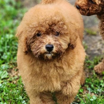 chien Caniche Vick Élevage du Royaume des P'tits Loups