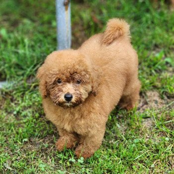 chien Caniche Vick Élevage du Royaume des P'tits Loups