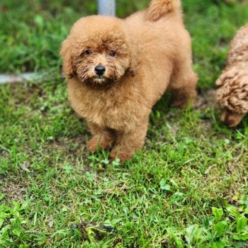 chien Caniche Vick Élevage du Royaume des P'tits Loups