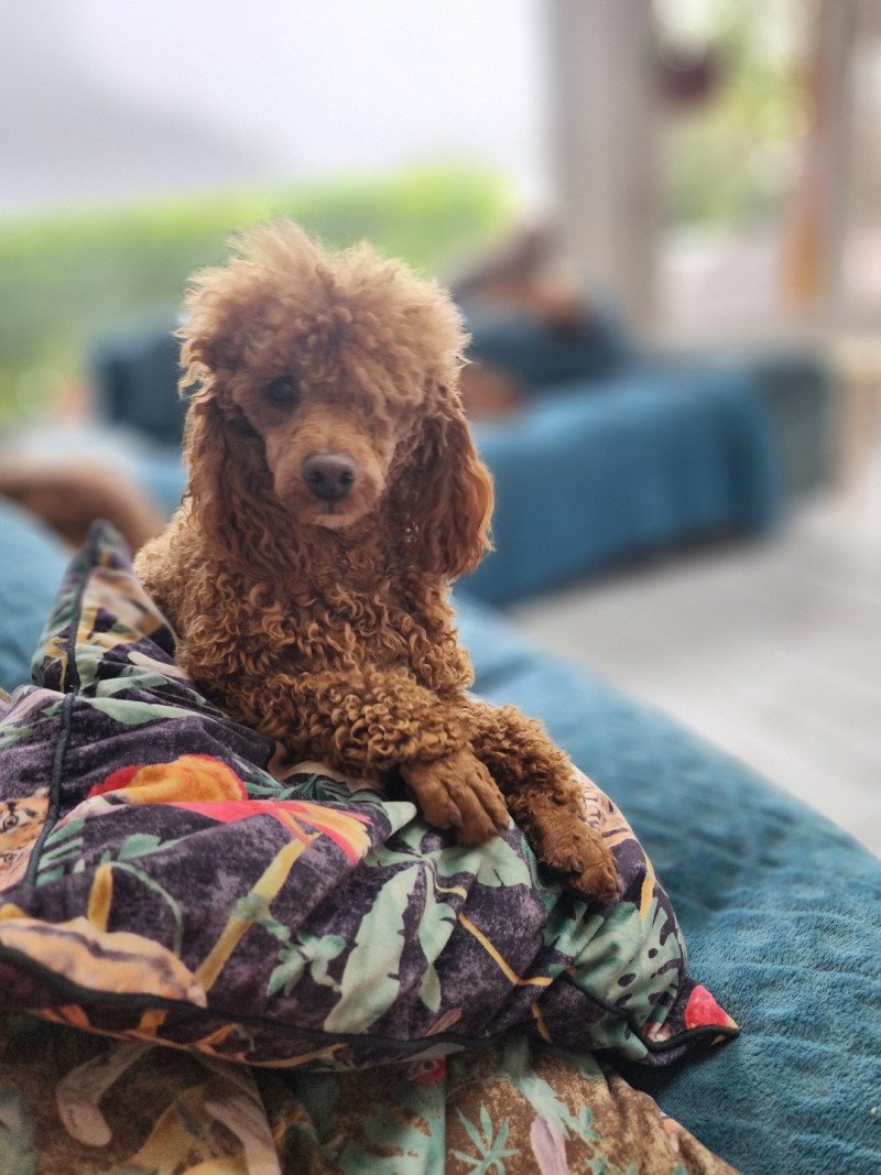 Vick de la chamade Mâle Caniche