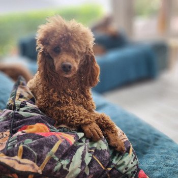 chien Caniche Vick Élevage du Royaume des P'tits Loups