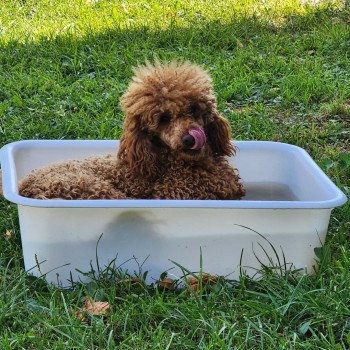 chien Caniche Vick Élevage du Royaume des P'tits Loups