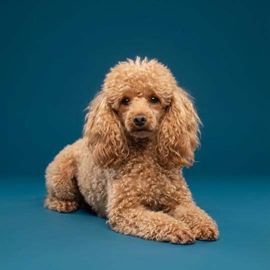 Vick de la chamade Mâle Caniche