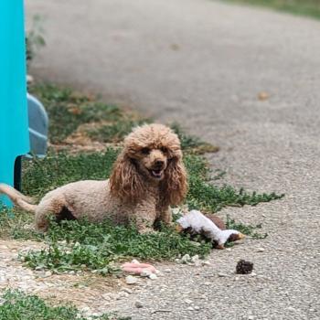 chien Caniche Vick de la chamade Élevage du Royaume des P'tits Loups