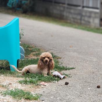chien Caniche Vick de la chamade Élevage du Royaume des P'tits Loups