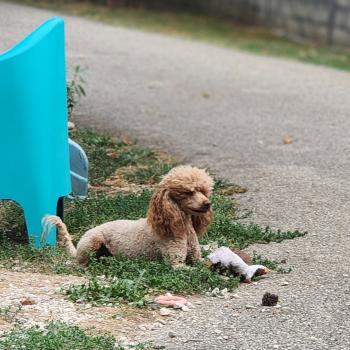 chien Caniche Vick de la chamade Élevage du Royaume des P'tits Loups