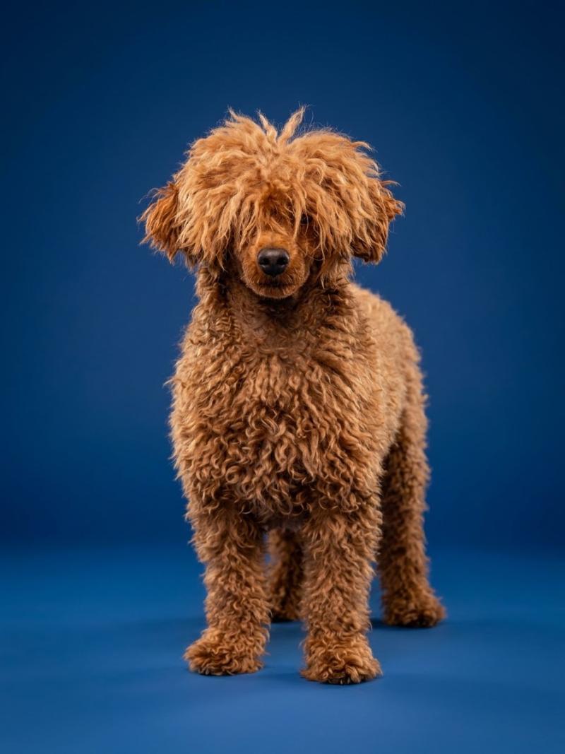 Violette Ancoride Femelle Caniche