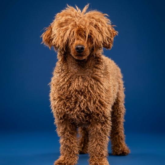 Violette Ancoride Femelle Caniche