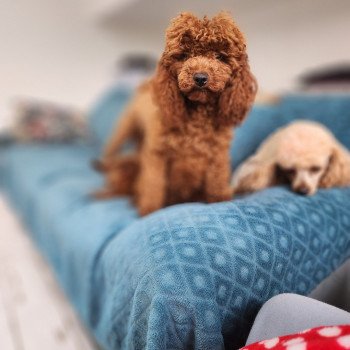 chien Caniche Fauve rouge Voice Ancoride Élevage du Royaume des P'tits Loups