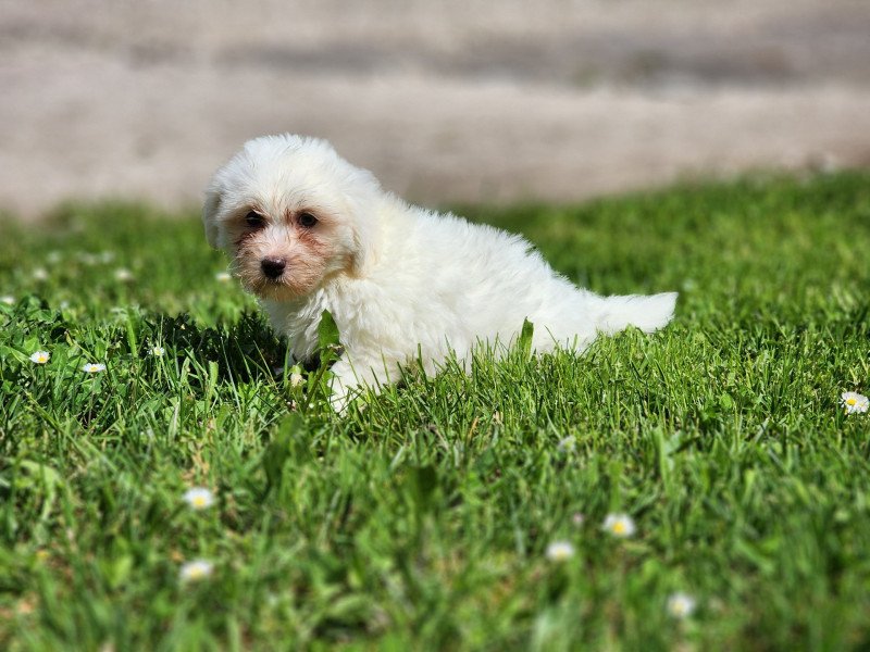 A Mâle Coton de tulear