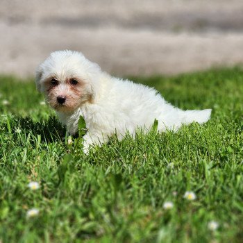 chiot Coton de tulear blc A Élevage du Royaume des P'tits Loups chiot Coton de tulear blc A Élevage du Royaume des P'tits Loups