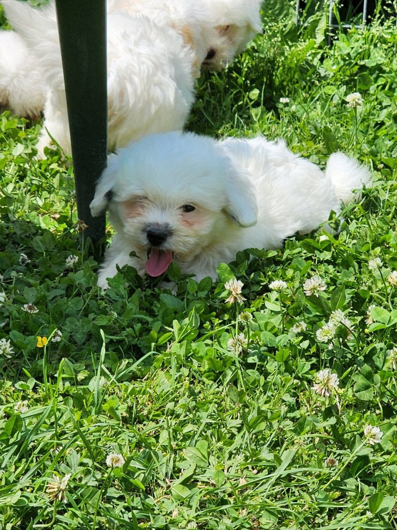 A Mâle Coton de tulear A Mâle Coton de tulear
