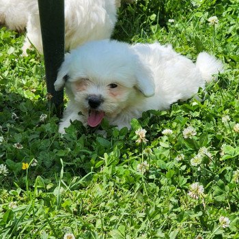 chiot Coton de tulear A Élevage du Royaume des P'tits Loups chiot Coton de tulear A Élevage du Royaume des P'tits Loups