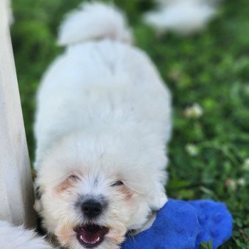 chiot Coton de tulear A Élevage du Royaume des P'tits Loups chiot Coton de tulear A Élevage du Royaume des P'tits Loups