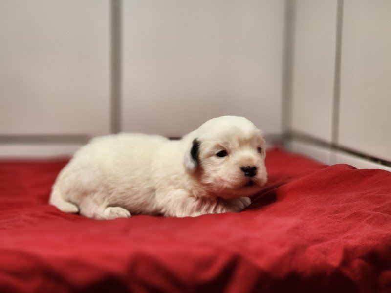 A Mâle Coton de tulear