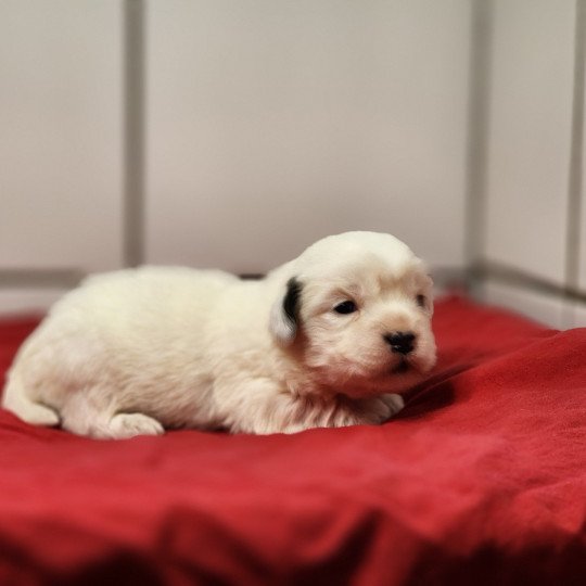 A Mâle Coton de tulear