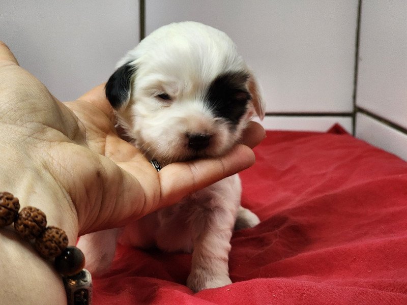 A Femelle Coton de tulear