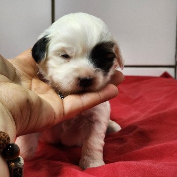 chiot Coton de tulear A Élevage du Royaume des P'tits Loups