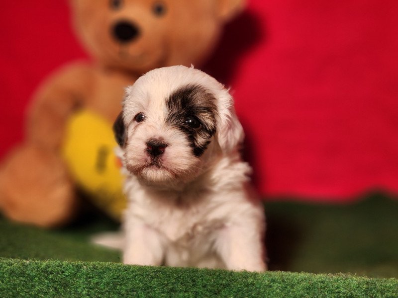 A Femelle Coton de tulear