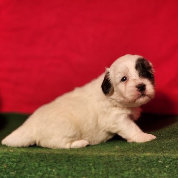 chiot Coton de tulear A Élevage du Royaume des P'tits Loups