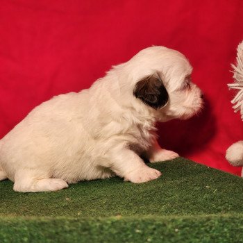chiot Coton de tulear A Élevage du Royaume des P'tits Loups