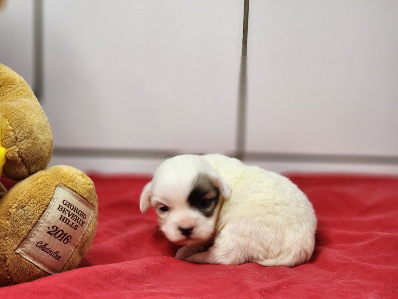 A Femelle Coton de tulear