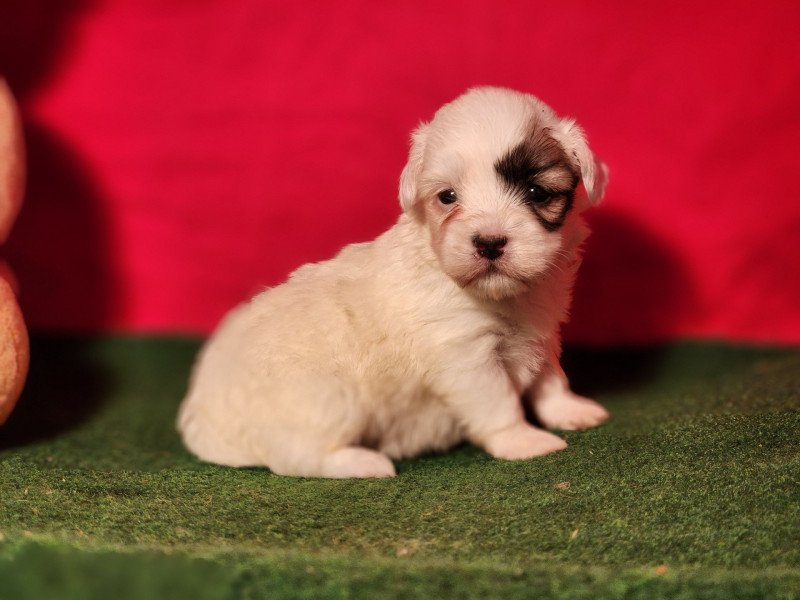 A Femelle Coton de tulear