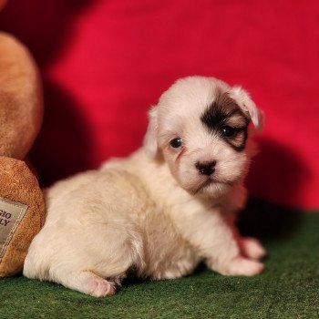 chiot Coton de tulear A Élevage du Royaume des P'tits Loups
