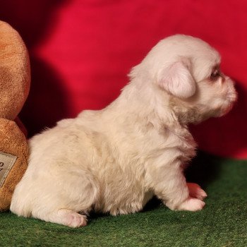 chiot Coton de tulear A Élevage du Royaume des P'tits Loups